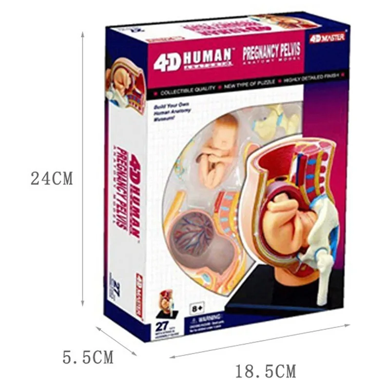 4d Human Pregnancy Pelvis Anatomy Model Skeleton Anatomical Medical Teaching Aid Puzzle Assembling Toy
4d Human Pregnancy Pelvis Anatomy Model Skeleton Anatomical Medical Teaching Aid Puzzle Assembling Toy
