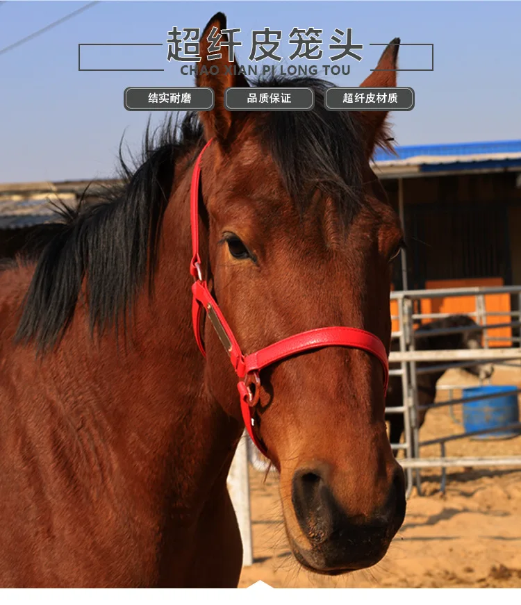 Equestrian Equipment Horse Halter Customized Designed Horse Racing Halter High Quality Leather Horse Halter
Equestrian Equipment Horse Halter Customized Designed Horse Racing Halter High Quality Leather Horse Halter