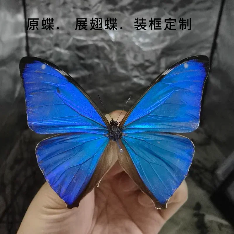 Morpho Didius Real Butterfly Specimens Original Butterfly Winged Animal Specimens Real InsectsValentine's Day Gift Home Decor
Morpho Didius Real Butterfly Specimens Original Butterfly Winged Animal Specimens Real InsectsValentine's Day Gift Home Decor
