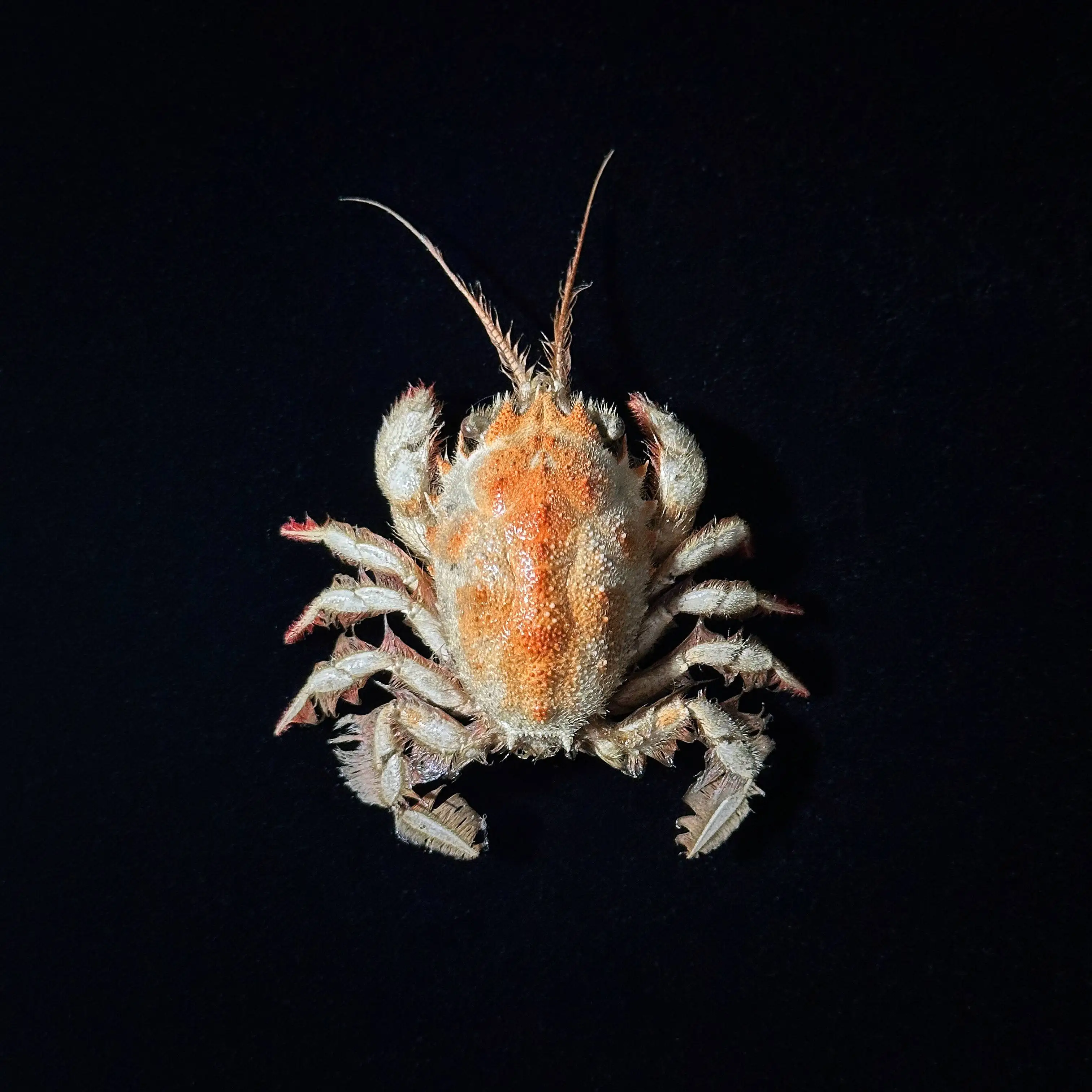 Настоящий образец краба Jonas distinctus, подарок ручной работы из морского краба
Настоящий образец краба Jonas distinctus, подарок ручной работы из морского краба