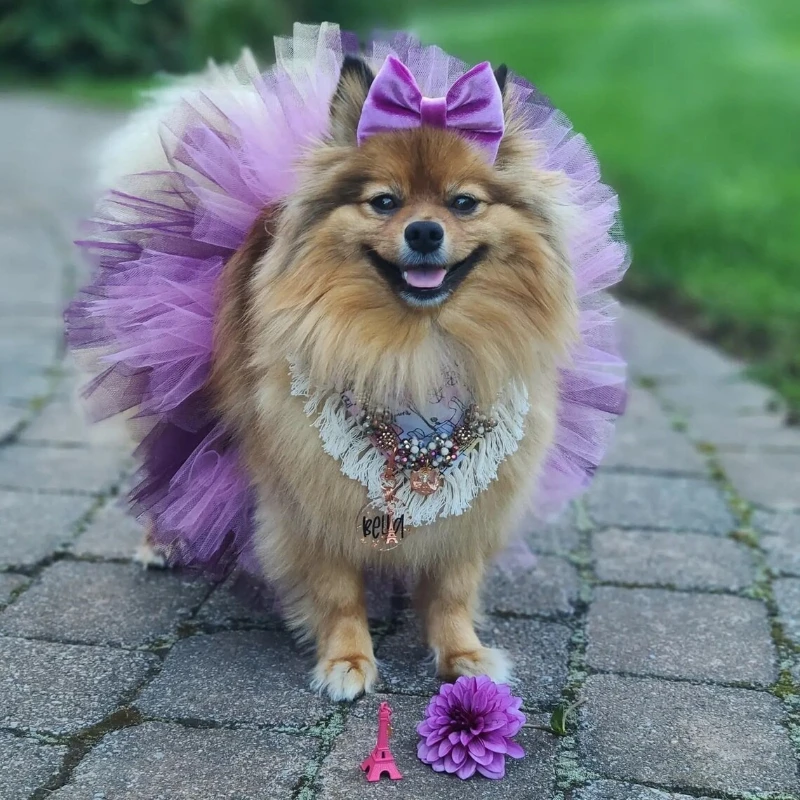 Premium Halloween Pet Costume Elegant Tulle Tutu Skirt Comfortable Party Apparel Suitable for Medium Breed Pets Holiday Cosplay
Premium Halloween Pet Costume Elegant Tulle Tutu Skirt Comfortable Party Apparel Suitable for Medium Breed Pets Holiday Cosplay