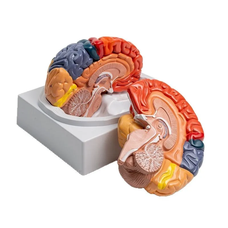 Human Brain Partition Model Cerebral Artery Color Left and Right Brain Model Detachable with Digital Model
Human Brain Partition Model Cerebral Artery Color Left and Right Brain Model Detachable with Digital Model