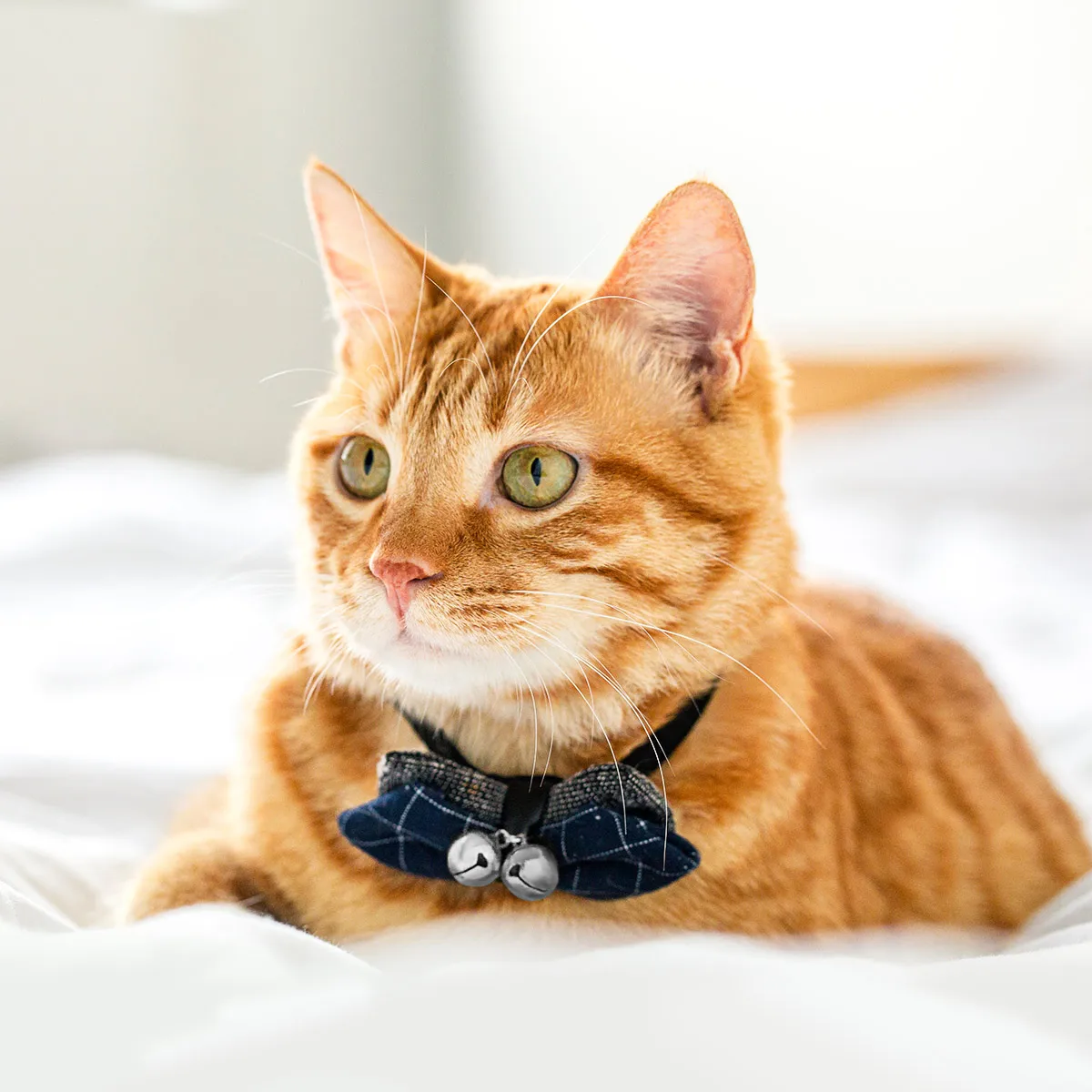 Pet Bells Metal Small Dog Cat Collar Charms Loud Jingle Track Pets Prevent Escapes Durable Stainless Craft Accessories
Pet Bells Metal Small Dog Cat Collar Charms Loud Jingle Track Pets Prevent Escapes Durable Stainless Craft Accessories