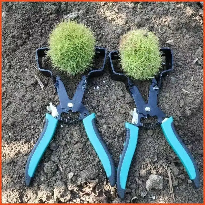 Special Tool for Opening Chestnuts ell Removing Thorns Kitchen Utensil for Cooking Peeling Nuts ell And Removing Skin Clamp
Special Tool for Opening Chestnuts ell Removing Thorns Kitchen Utensil for Cooking Peeling Nuts ell And Removing Skin Clamp