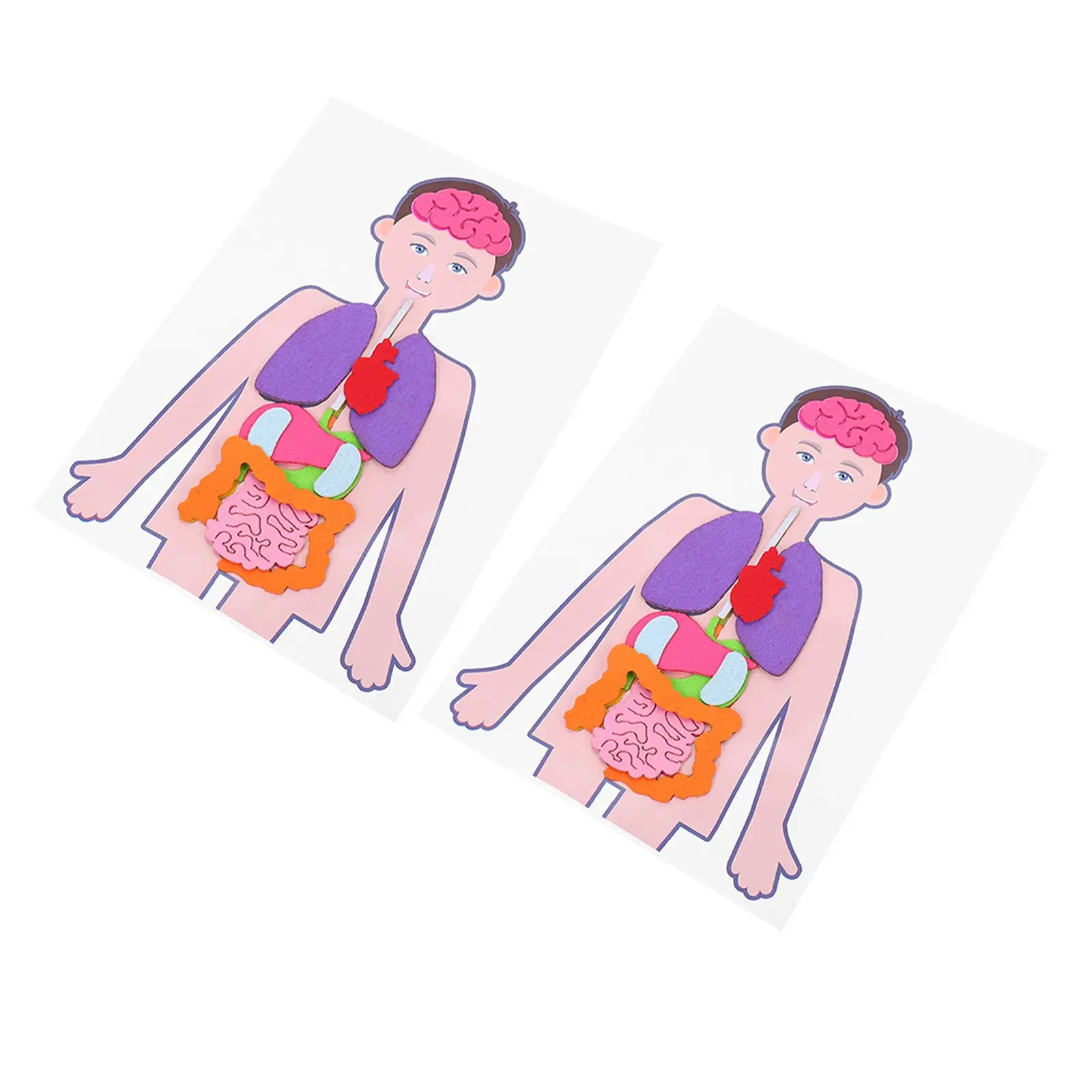 Human Anatomy Puzzle 2 Sets Fake gans Body Parts Toy Kits Premium Material Kids Educational Model Shape Color Size
Human Anatomy Puzzle 2 Sets Fake gans Body Parts Toy Kits Premium Material Kids Educational Model Shape Color Size