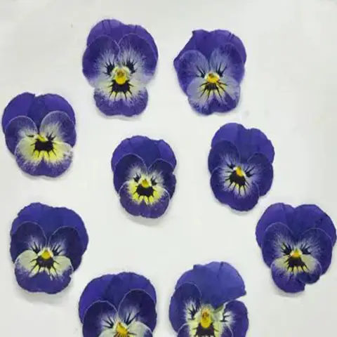 60X Dried Pressed Ancient Blue Pansy Corydalis Suaveolens Hance Flower Plant Herbarium For Jewelry Bookmark Phone Case Postcard