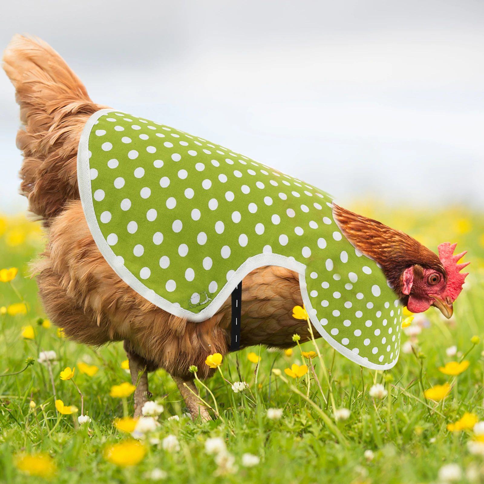 chicken apron adorable chicken apron chicken clothes chicken apron clothes poultry chicken saddle
chicken apron adorable chicken apron chicken clothes chicken apron clothes poultry chicken saddle