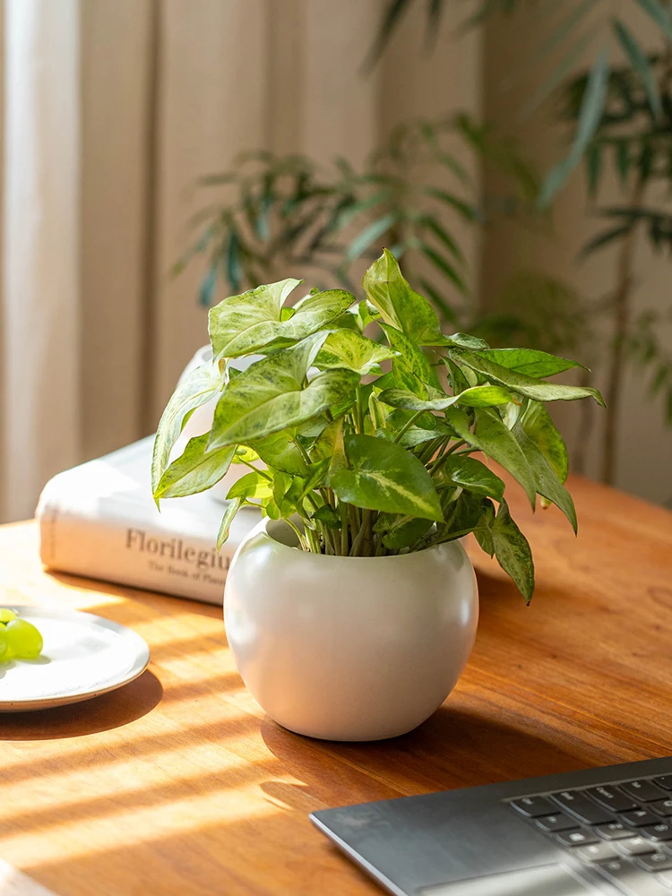 Small White Ceramic round Ball Plant Pots Flower Pots for Desktop Succulent Plants Flower Vases Simple Style Home Decor
Small White Ceramic round Ball Plant Pots Flower Pots for Desktop Succulent Plants Flower Vases Simple Style Home Decor