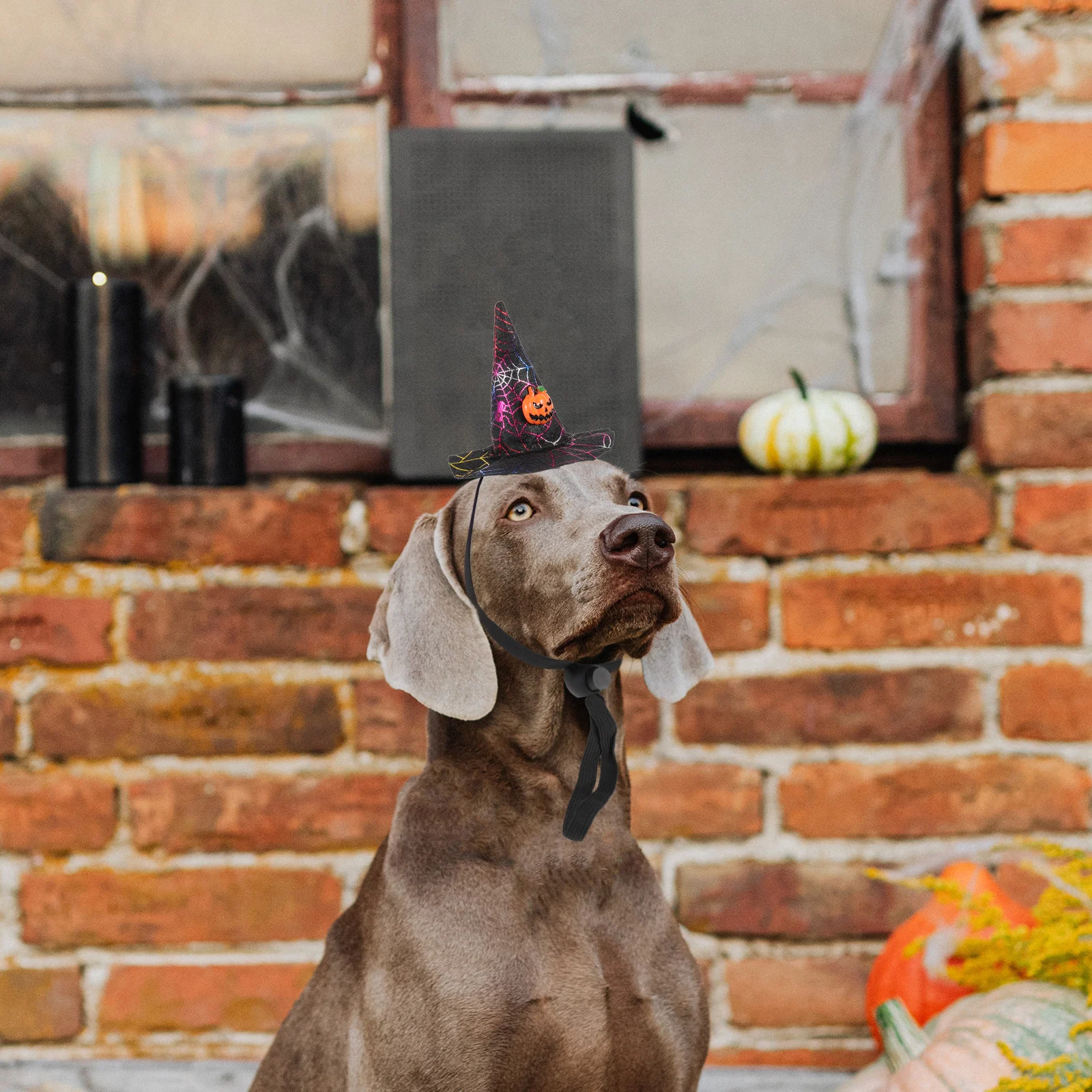 4Pcs Witch Hat Halloween Themed Dog Cat Adjustable Strap Lightweight Decorative Pet Hat Daily Wear Gathering Holiday Festival
4Pcs Witch Hat Halloween Themed Dog Cat Adjustable Strap Lightweight Decorative Pet Hat Daily Wear Gathering Holiday Festival