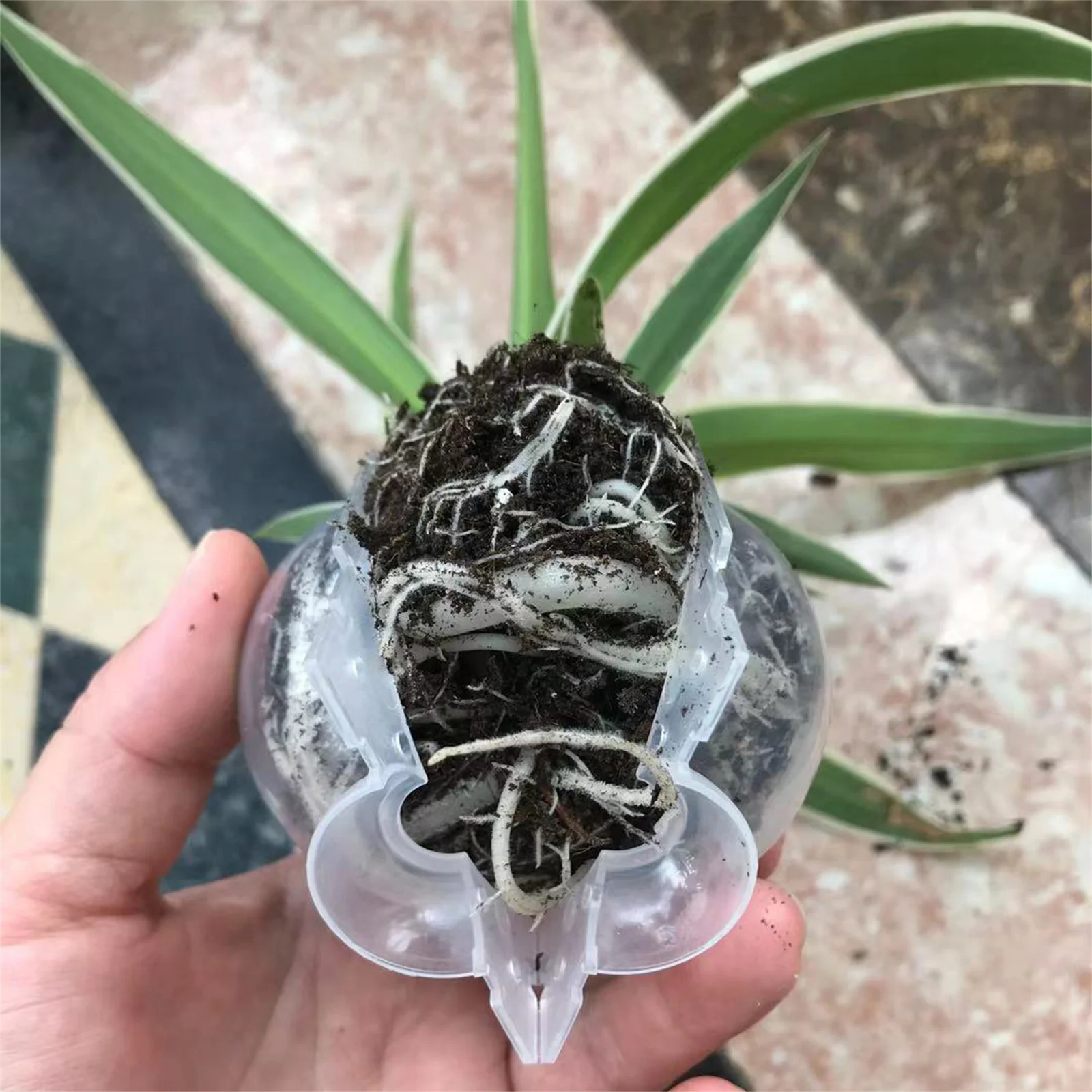 6pcs Plant Rooting Case Ball Growing Box Breeding Garden Plant High Pressure
6pcs Plant Rooting Case Ball Growing Box Breeding Garden Plant High Pressure