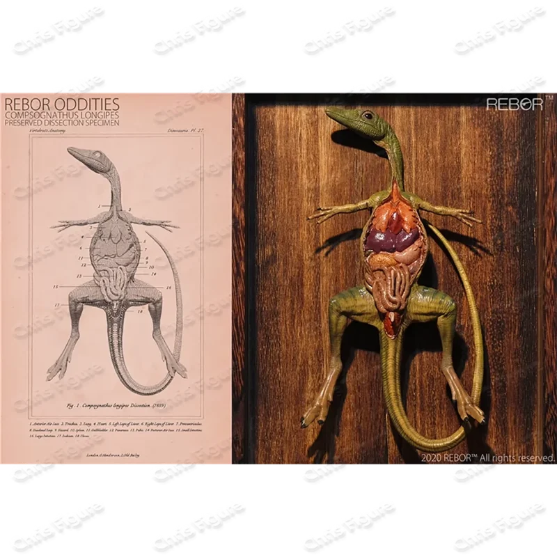【In Stock】Jurassic Dinosaur Simulation Model Toy REBOR Compsognathus Anatomical Specimen Collection Gift
【In Stock】Jurassic Dinosaur Simulation Model Toy REBOR Compsognathus Anatomical Specimen Collection Gift