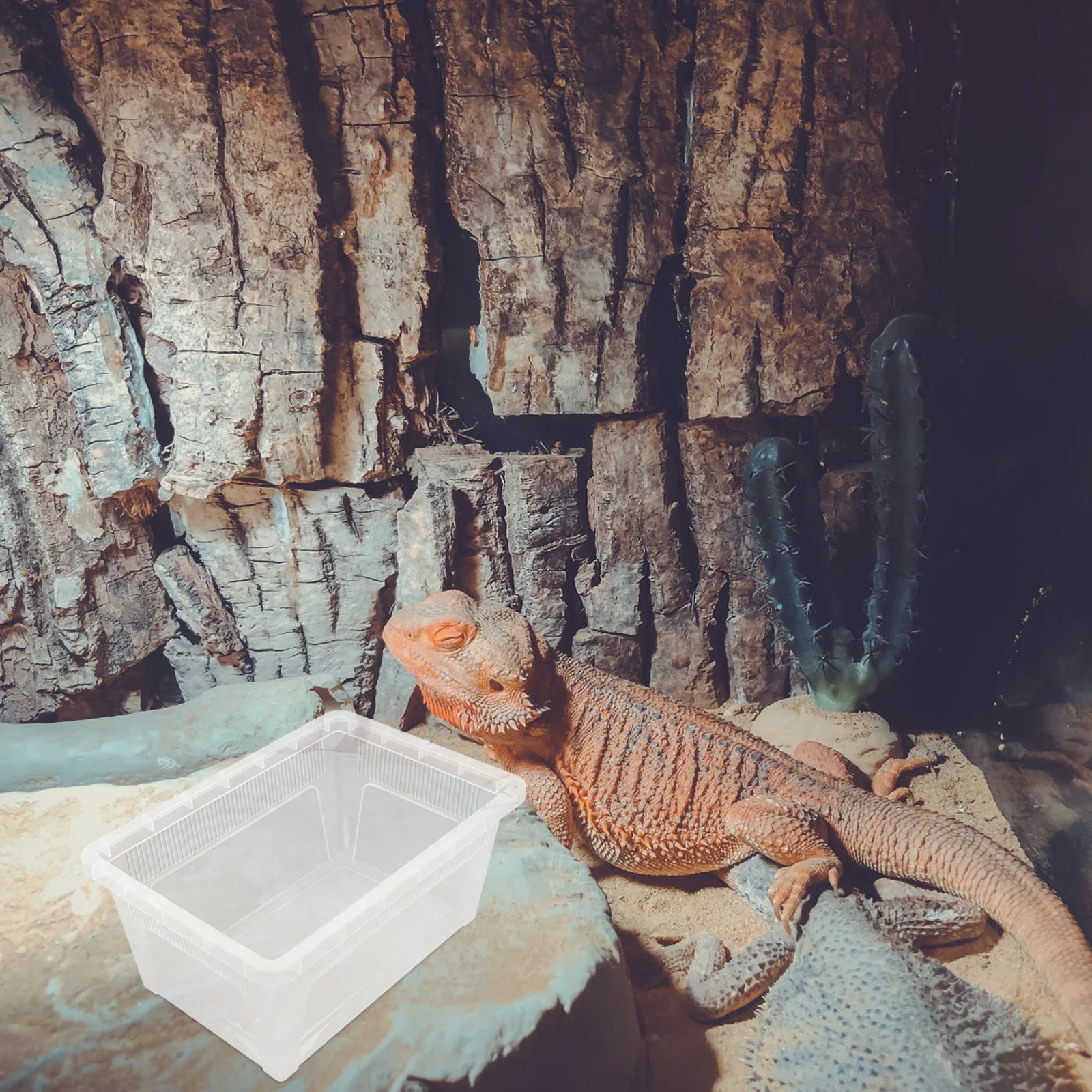 Reptile Feeding Box Transparent Breathable Gecko Spider Enclosure Small Terrarium Clear Container For Reptiles Habitat No
Reptile Feeding Box Transparent Breathable Gecko Spider Enclosure Small Terrarium Clear Container For Reptiles Habitat No
