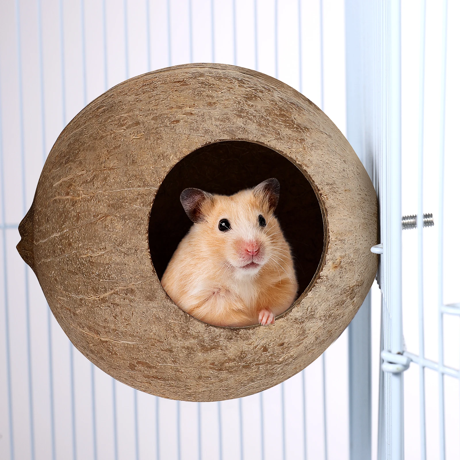 Coconut Shell Bird Nest Safe for Parrot Canary Lark Small Birds Hanging Playground Sleeping Bed for Sale
Coconut Shell Bird Nest Safe for Parrot Canary Lark Small Birds Hanging Playground Sleeping Bed for Sale