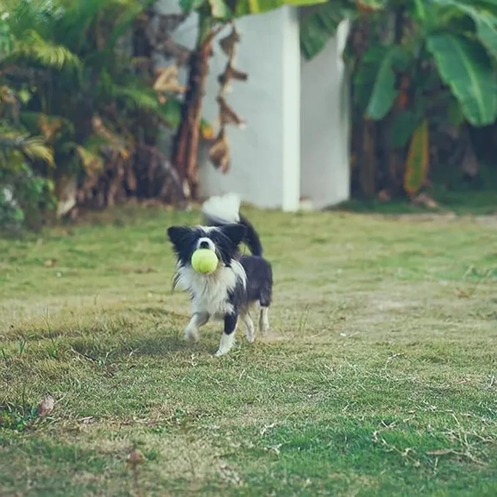 Новые эластичные теннисные мячи, прочные нетоксичные мячи для игры в домашних животных, тренировочный мяч для собак
Новые эластичные теннисные мячи, прочные нетоксичные мячи для игры в домашних животных, тренировочный мяч для собак