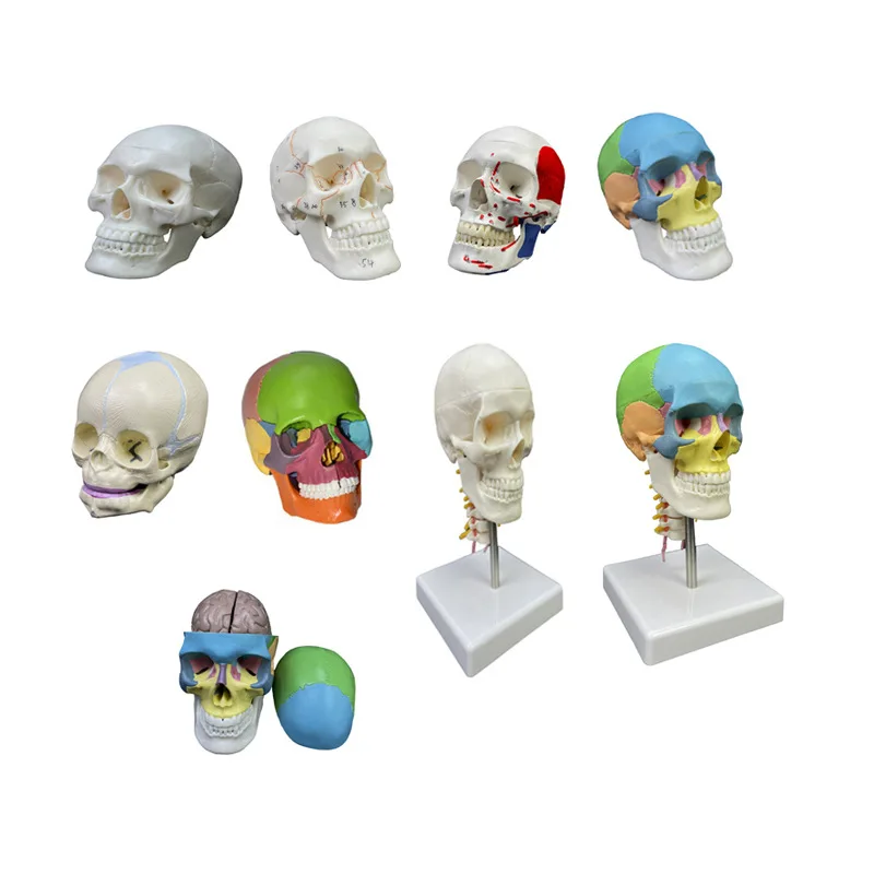 Small white head human skeleton anatomy teaching model, jaw movable 3 parts 1/2 white small skull model
Small white head human skeleton anatomy teaching model, jaw movable 3 parts 1/2 white small skull model