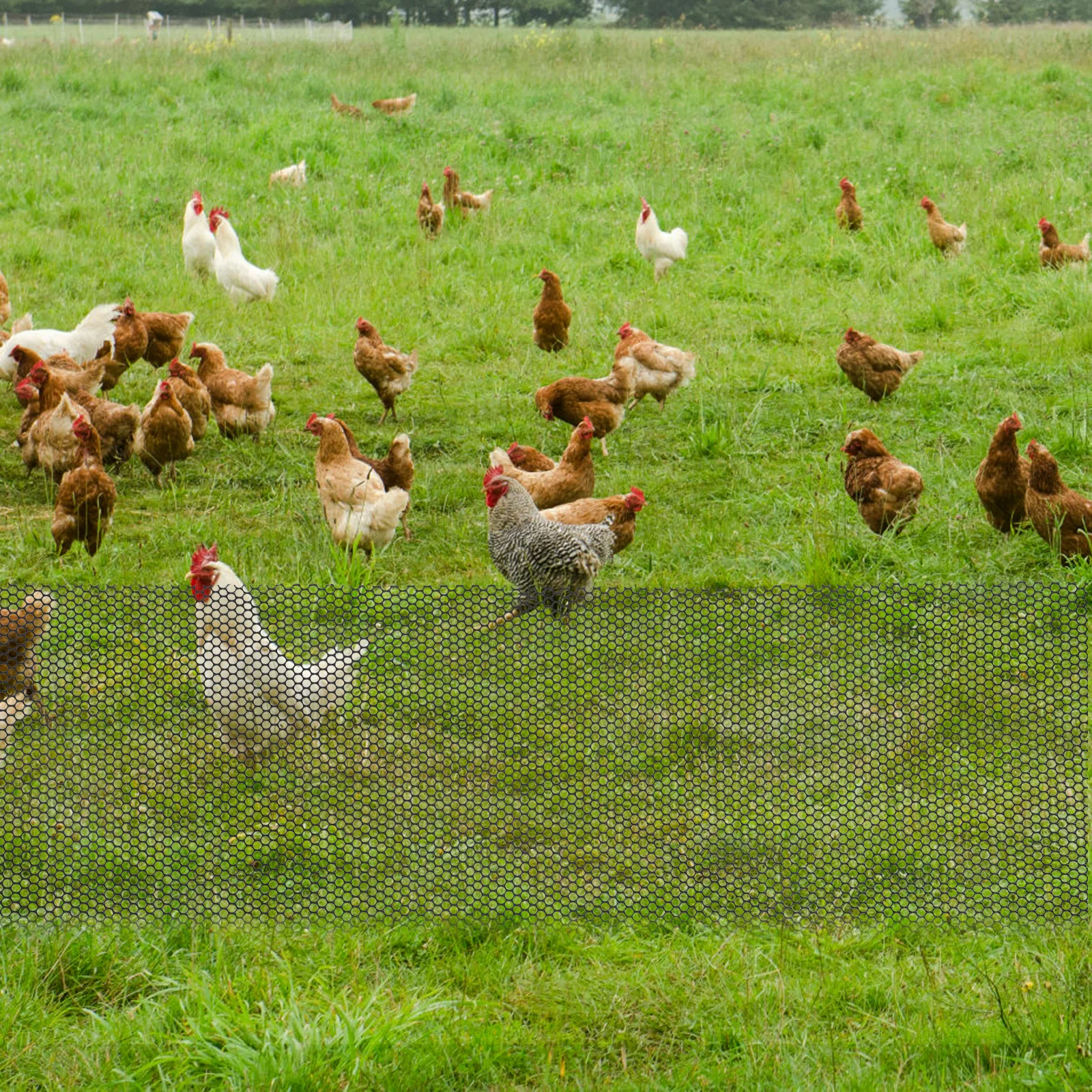 1 set Garden Fence .4x6m Green Plastic Mesh Ties Reusable Yard Fencing Easy Install Portable Storage Chicken Livestock
1 set Garden Fence .4x6m Green Plastic Mesh Ties Reusable Yard Fencing Easy Install Portable Storage Chicken Livestock