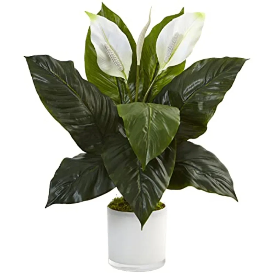 Spathiphyllum Artificial Flowering Peace Lily in Glossy Glass Planter
Spathiphyllum Artificial Flowering Peace Lily in Glossy Glass Planter