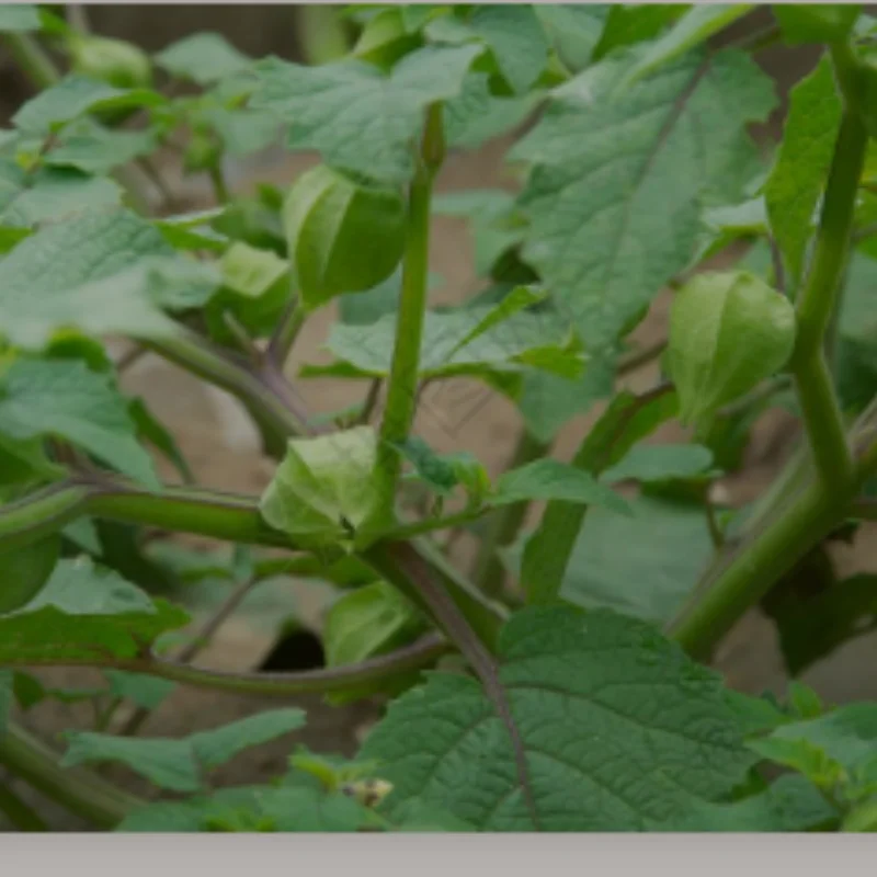 Metal Upgrades Remote Control Car Replacement Front Lower Arm P73220 Parts Fit For MJX 1/7 7303 RC Car
Metal Upgrades Remote Control Car Replacement Front Lower Arm P73220 Parts Fit For MJX 1/7 7303 RC Car