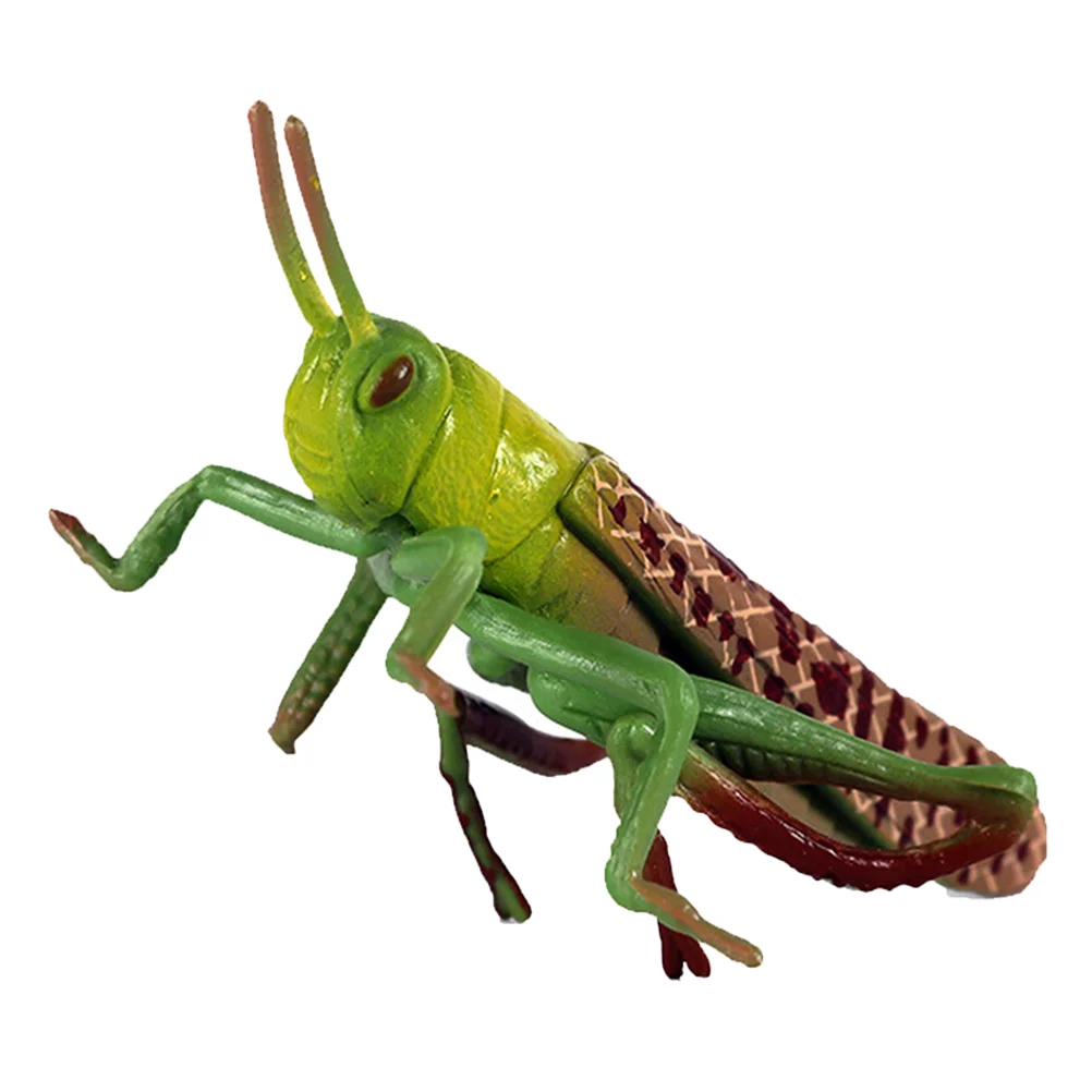 Locust Animal Model Kids Toy Outdoor Toys Playthings Cognitive Early Educational
Locust Animal Model Kids Toy Outdoor Toys Playthings Cognitive Early Educational