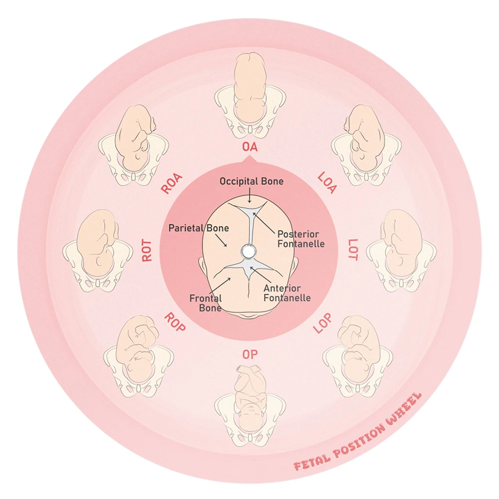 Fetal Position Wheel, Pregnancy Wheel, Corrected Foetal Circulation
Fetal Position Wheel, Pregnancy Wheel, Corrected Foetal Circulation