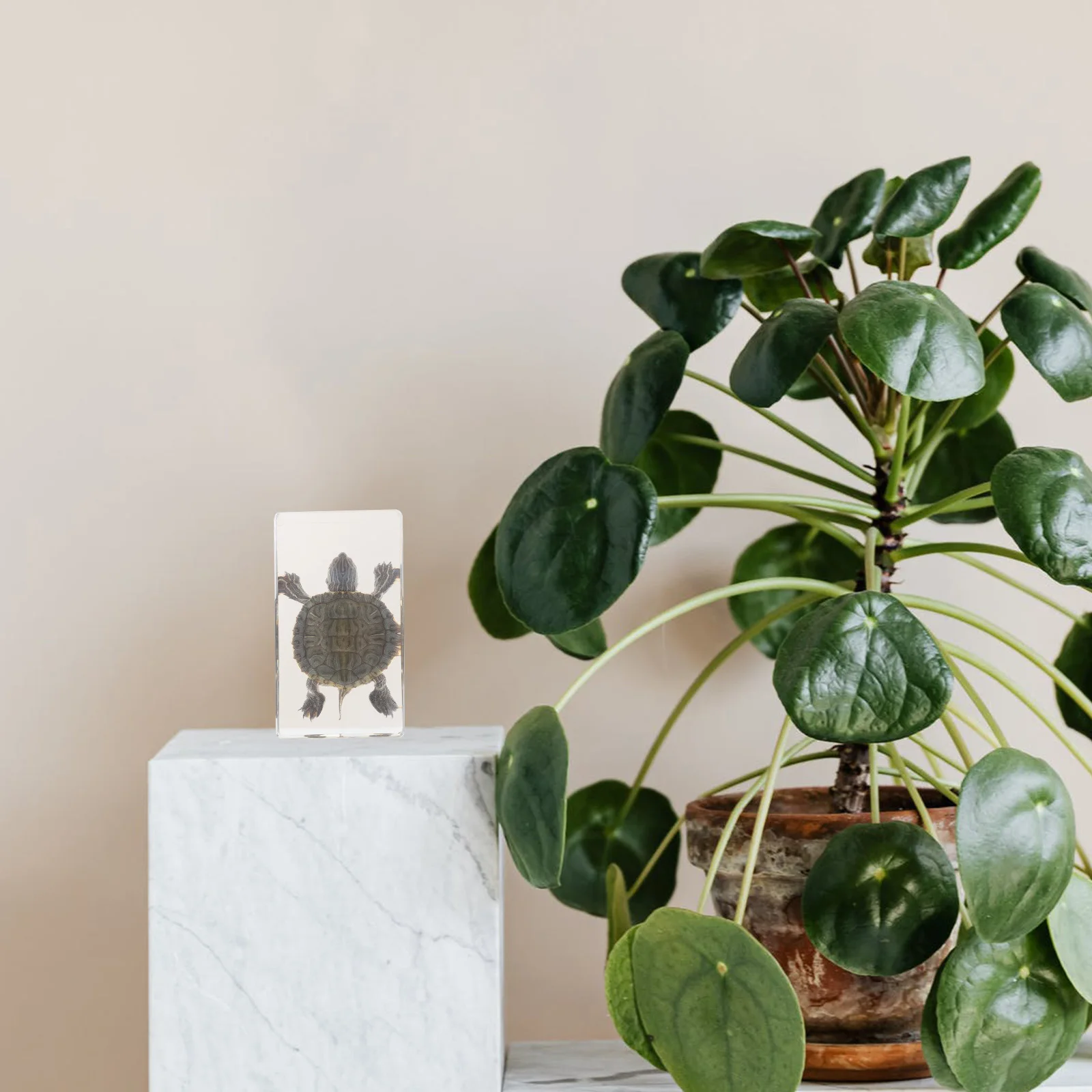 Realistic Turtle Specimen Highly Simulated Decorative Resin Statue for Home Garden Aquarium Sea Turtles Collection
Realistic Turtle Specimen Highly Simulated Decorative Resin Statue for Home Garden Aquarium Sea Turtles Collection