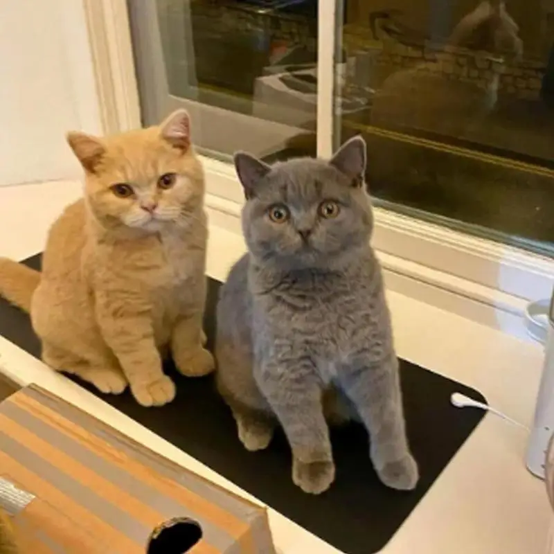 Indoor Cat Ground Paws Mat Indoor Cat Ground Paws Grounding Mat Multi-Purpose Comfort Mats Avoids Kitten Napping For Living Room
Indoor Cat Ground Paws Mat Indoor Cat Ground Paws Grounding Mat Multi-Purpose Comfort Mats Avoids Kitten Napping For Living Room