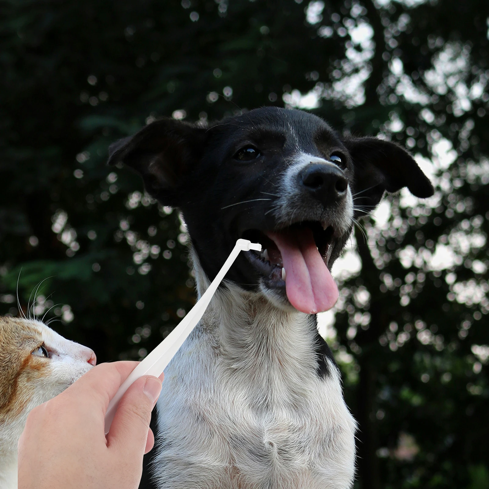 Pet Toothbrush Small Dog Single Head White Plastic Soft Bristles Safe Material Removes Food Residues Prevents Dental Disease al
Pet Toothbrush Small Dog Single Head White Plastic Soft Bristles Safe Material Removes Food Residues Prevents Dental Disease al
