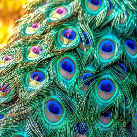 10/20Pcs Natural Peacock Feathers Crafts DIY Plumas Wedding Party Feathers Hair Christmas Jewelry Making Decoration Accessories
