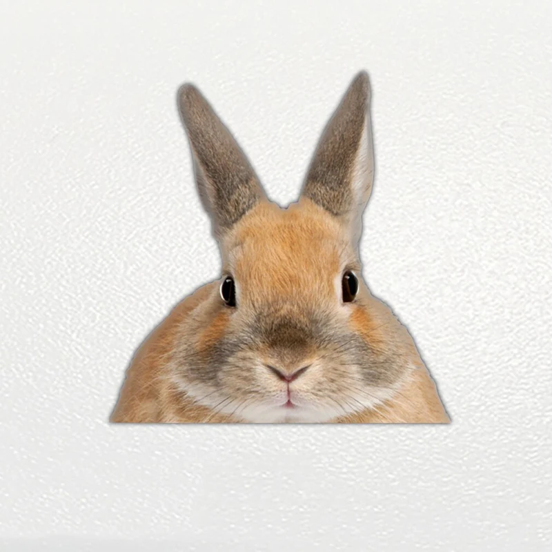 V1143# Car Sticker Rabbit Pet Waterproof Vinyl Decal Car Accessories Decor Pegatinas Para Coche
V1143# Car Sticker Rabbit Pet Waterproof Vinyl Decal Car Accessories Decor Pegatinas Para Coche