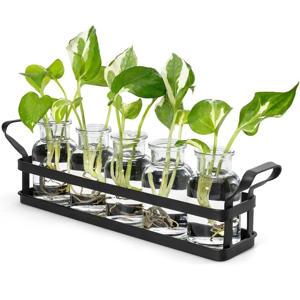 Propagation Stations Metal Stand, Desktop Plant Terrarium Glass Planter Vase Hydroponic Plants Lower Cutting Home Office Garden
Propagation Stations Metal Stand, Desktop Plant Terrarium Glass Planter Vase Hydroponic Plants Lower Cutting Home Office Garden
