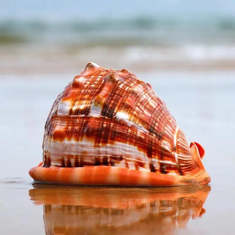 Natural Cypraecassis Rufa Seashell Rare Sea Shells Home Decoration Accessories Aquarium Decoration Shell Decoration Crafts
Natural Cypraecassis Rufa Seashell Rare Sea Shells Home Decoration Accessories Aquarium Decoration Shell Decoration Crafts