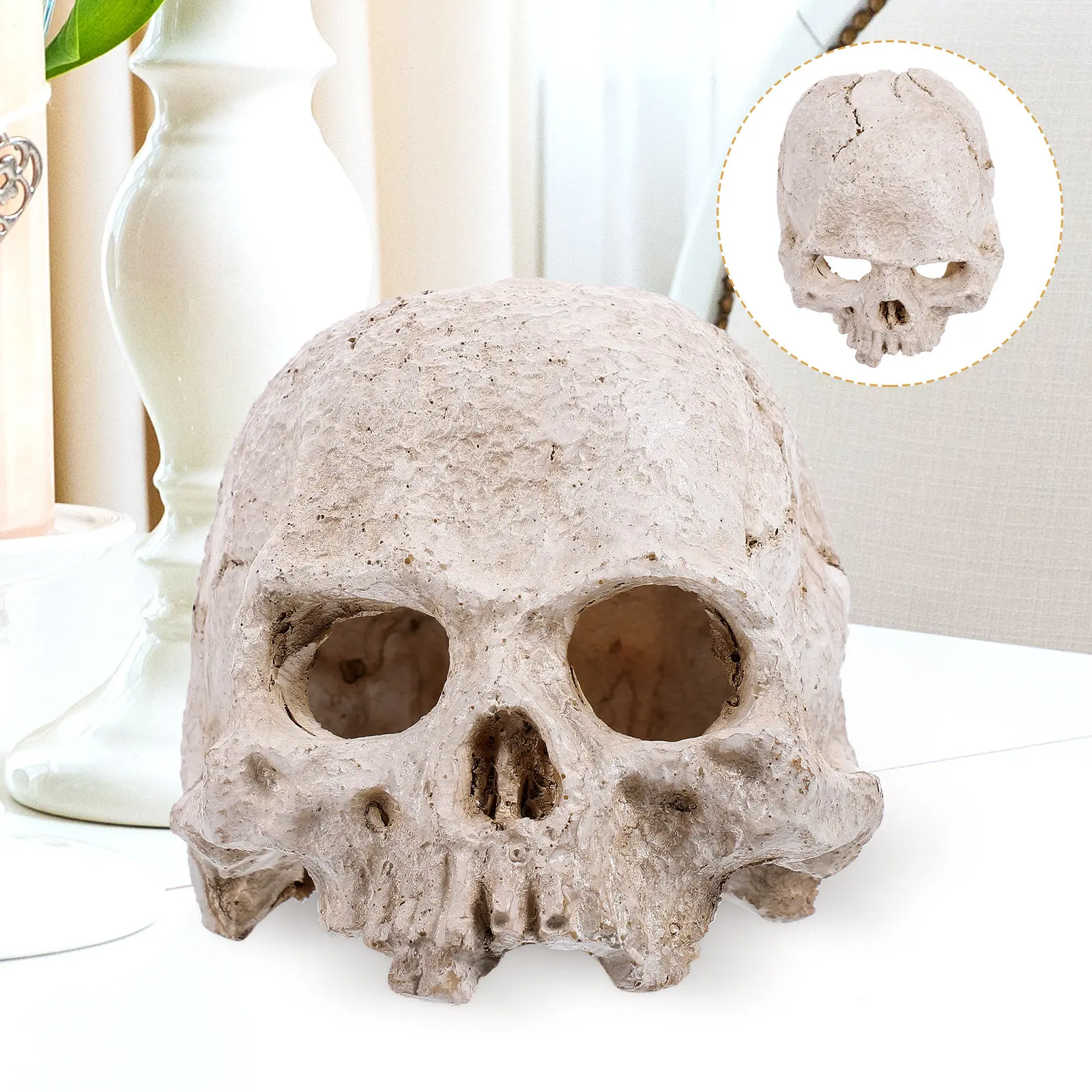 Resin Realistic Human Skull Head High Detail Halloween Decor Anatomy Display Teaching Ornament Human
Resin Realistic Human Skull Head High Detail Halloween Decor Anatomy Display Teaching Ornament Human