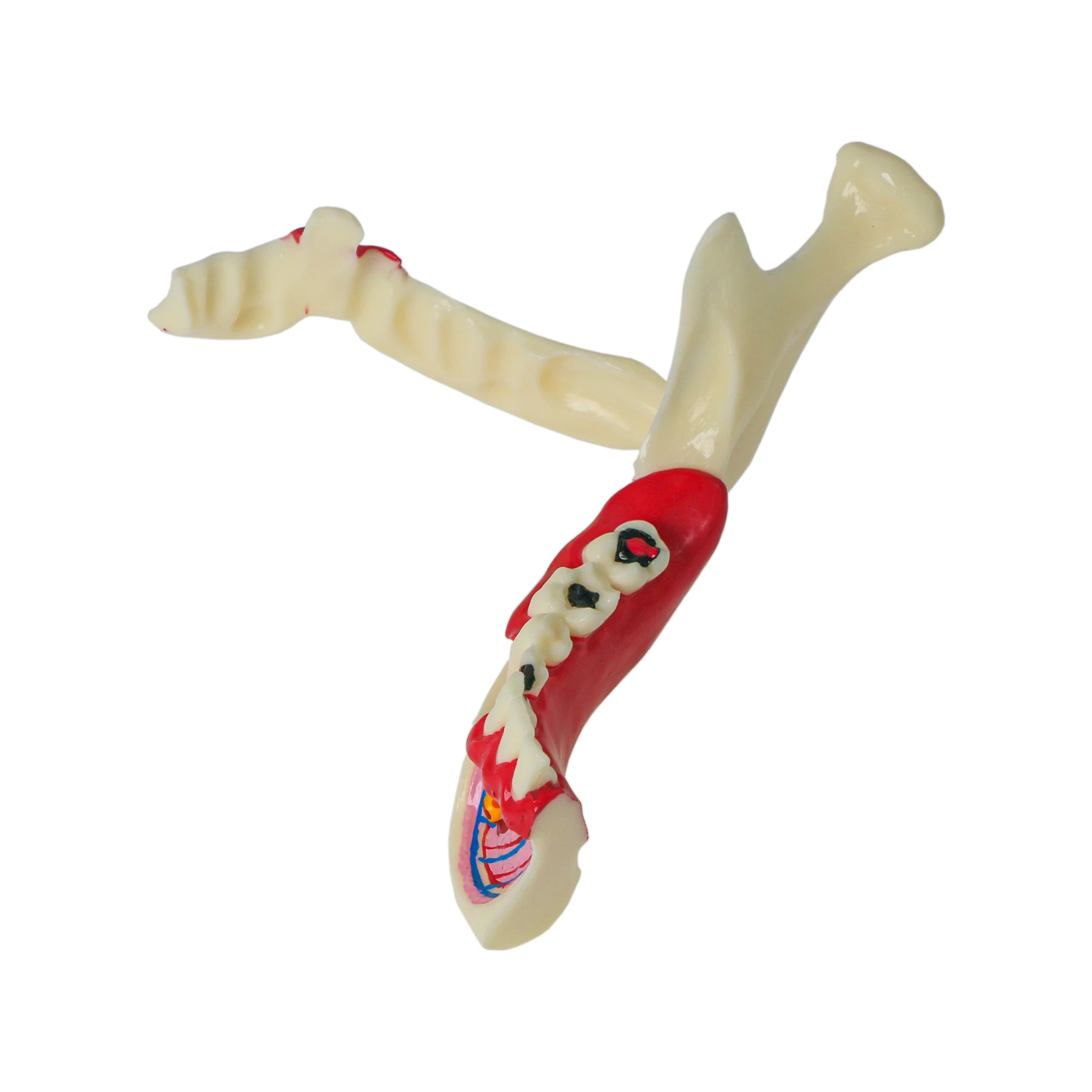 Dental Low Jaw Endodontic Model Anatomical Model of Right Mandibular Tissue Anatomical of GingivaTeaching Training Models
Dental Low Jaw Endodontic Model Anatomical Model of Right Mandibular Tissue Anatomical of GingivaTeaching Training Models