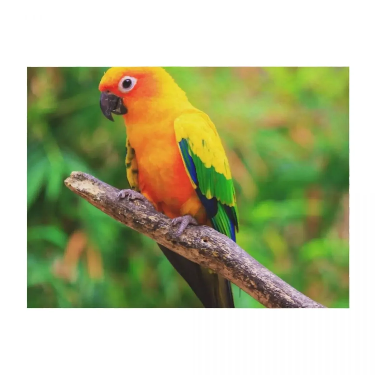 Sun Conure Photo Throw Blanket Comforter Decoratives manga Bed Fashionable Blankets
Sun Conure Photo Throw Blanket Comforter Decoratives manga Bed Fashionable Blankets