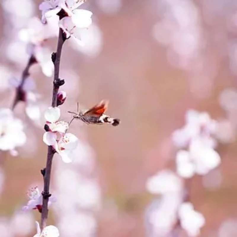 JX WP5318HV 18kg Waterproof Digital Servo Metal Gear 25T High Torque Cored Motor for RC Car Robot Drone Boat Buggy Crawler TRX-4
JX WP5318HV 18kg Waterproof Digital Servo Metal Gear 25T High Torque Cored Motor for RC Car Robot Drone Boat Buggy Crawler TRX-4