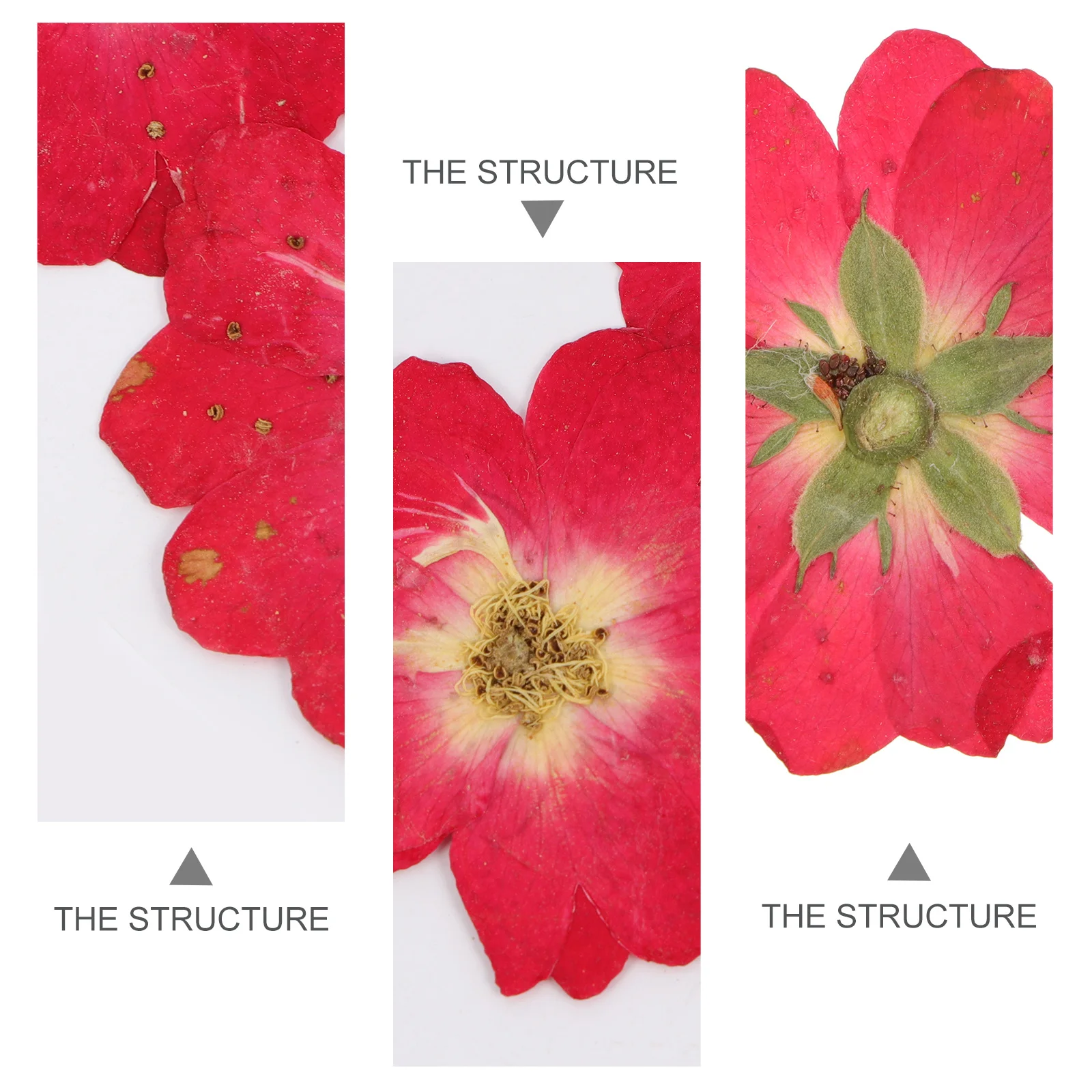 12Pcs Pressed Dried Roses Bundle Ideal for DIY Accessories Handmade Gifts Photo Props Christmas Anniversary Decoration Materials
12Pcs Pressed Dried Roses Bundle Ideal for DIY Accessories Handmade Gifts Photo Props Christmas Anniversary Decoration Materials