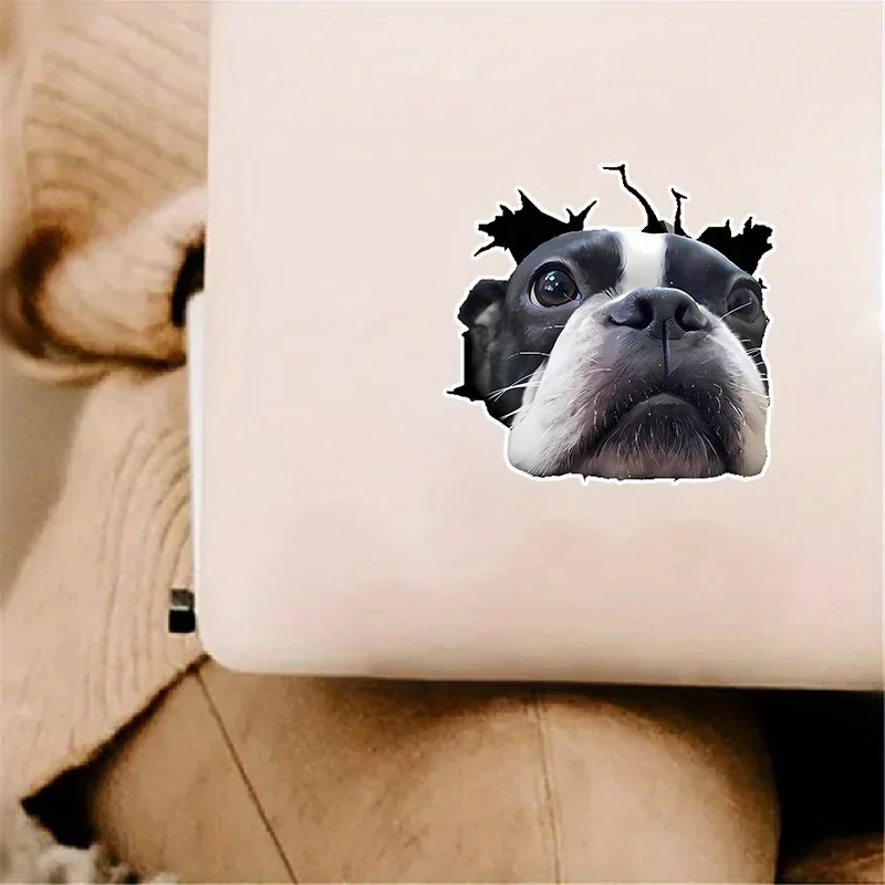 1 Pc Boston Terrier Vinyl Sticker, Matte PVC Dog Decal with Expressive Eyes, Waterproof Self-Adhesive for Car, Laptop & Window
1 Pc Boston Terrier Vinyl Sticker, Matte PVC Dog Decal with Expressive Eyes, Waterproof Self-Adhesive for Car, Laptop & Window