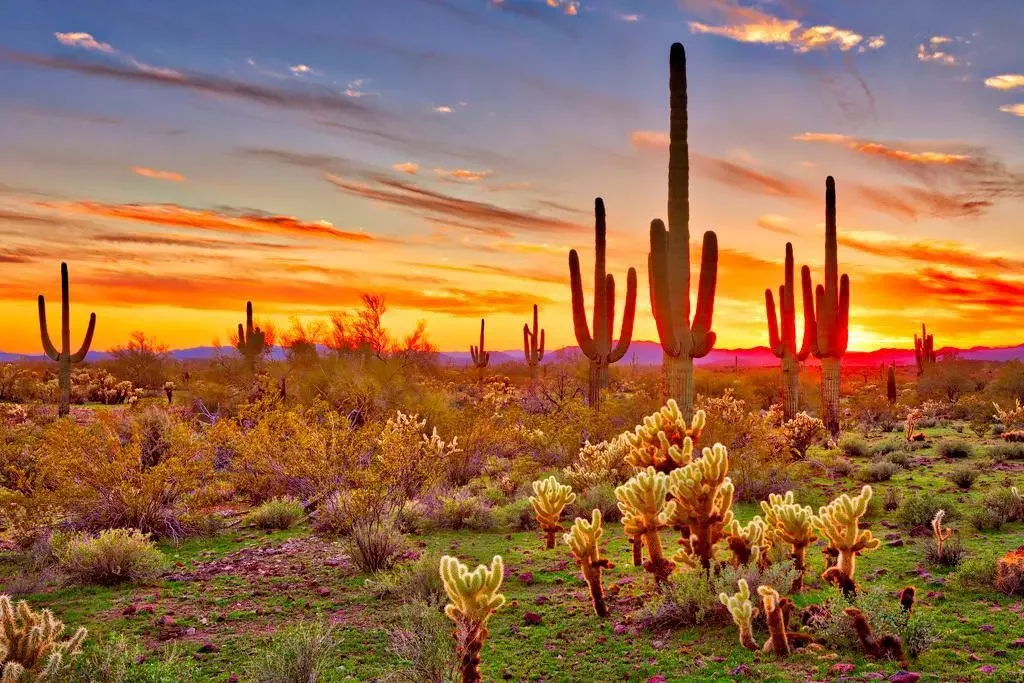 Colorful Sunset with Saguaro Cactus Sonoran Desert Arizona Photo Art Film Print Silk Poster Home Wall Decor
Colorful Sunset with Saguaro Cactus Sonoran Desert Arizona Photo Art Film Print Silk Poster Home Wall Decor