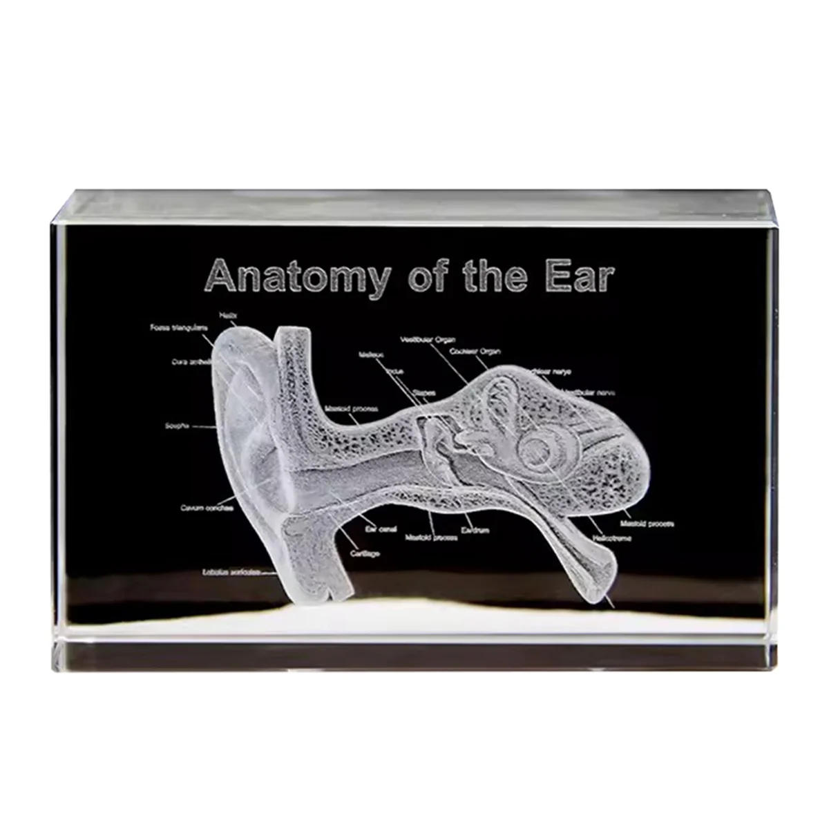 ABXD 3D Ear Organ Model Crystal Cube Otology Science Gifts Crystal Glass Figurine Paperweight Human Organ Statue A
ABXD 3D Ear Organ Model Crystal Cube Otology Science Gifts Crystal Glass Figurine Paperweight Human Organ Statue A