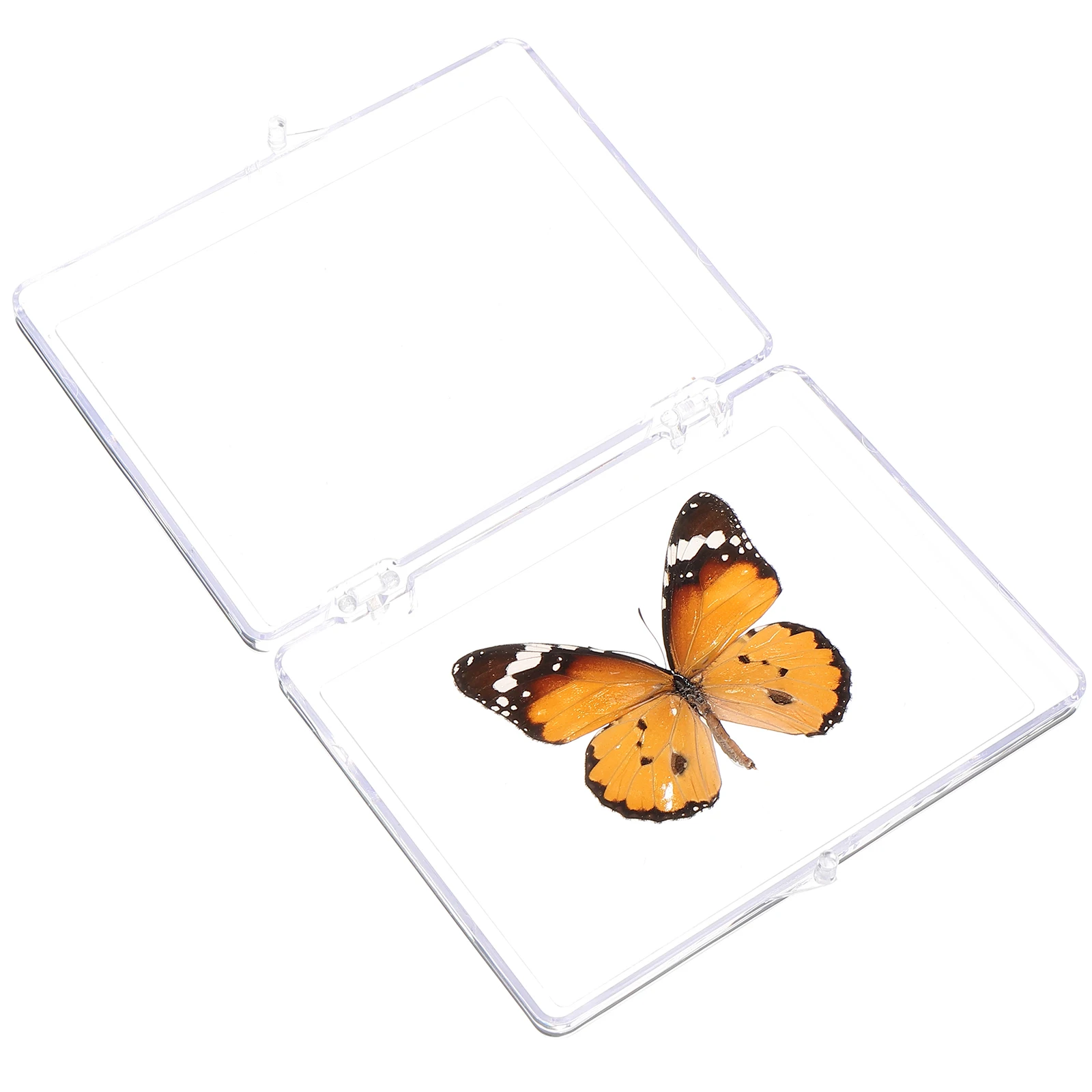 Butterfly Specimen Display Box Insect Sample Home Decor Child Education Teaching Aid Green Desktop St nament Garden
Butterfly Specimen Display Box Insect Sample Home Decor Child Education Teaching Aid Green Desktop St nament Garden