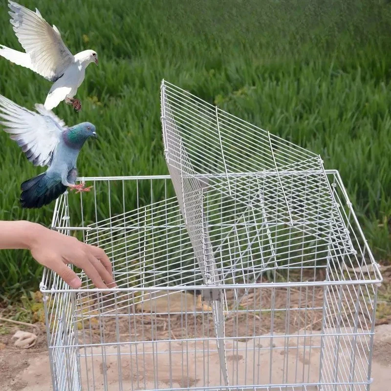 Automatic continuous entry into the pigeon cage Encryption Coarse anti-rust Sky drop cage Only in and out of the pigeon cage Out
Automatic continuous entry into the pigeon cage Encryption Coarse anti-rust Sky drop cage Only in and out of the pigeon cage Out