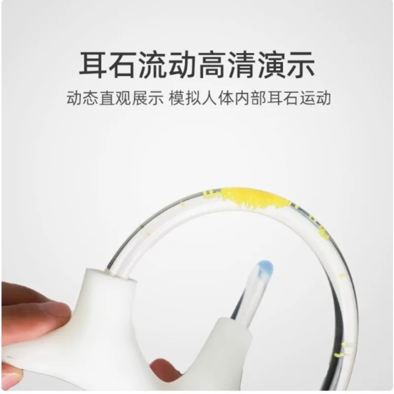 Suitable for Semicircular Canal Otolith Model Dynamic Skeleton Cochlea Inner Ear Structure Brain Nerve Vestibular Rehabilitation
Suitable for Semicircular Canal Otolith Model Dynamic Skeleton Cochlea Inner Ear Structure Brain Nerve Vestibular Rehabilitation