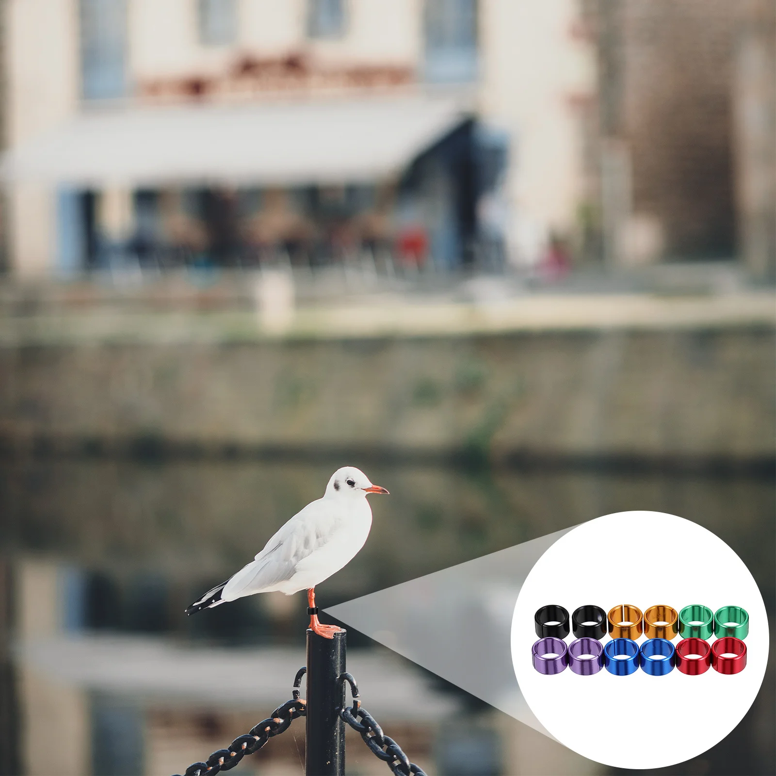 12pcs Colorful Metal Poultry Foot Rings Pigeon Leg Bands Smooth Durable Bird Chicken Clip On Frost Heat Resistant Easy 
12pcs Colorful Metal Poultry Foot Rings Pigeon Leg Bands Smooth Durable Bird Chicken Clip On Frost Heat Resistant Easy