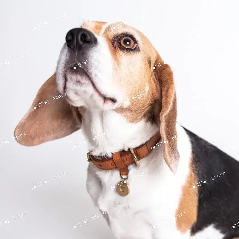 handmade leather pet collars small-large dog collar schnauzer corgi doberman collar para perro puppy accessories correa perro
handmade leather pet collars small-large dog collar schnauzer corgi doberman collar para perro puppy accessories correa perro