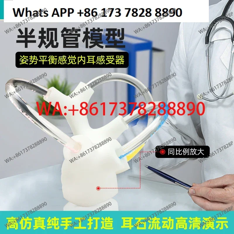 Semicircular Otolith Dynamic Model Human Anatomy Teaching Tool Skeleton Cochlea Inner Ear Structure Cranial Nerv
Semicircular Otolith Dynamic Model Human Anatomy Teaching Tool Skeleton Cochlea Inner Ear Structure Cranial Nerv