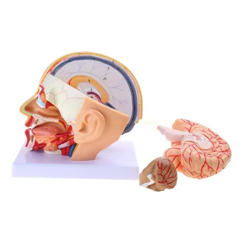 Human Anatomical Model, Human Anatomy Model Cerebral Artery Model, Human Head Anatomical Model
Human Anatomical Model, Human Anatomy Model Cerebral Artery Model, Human Head Anatomical Model