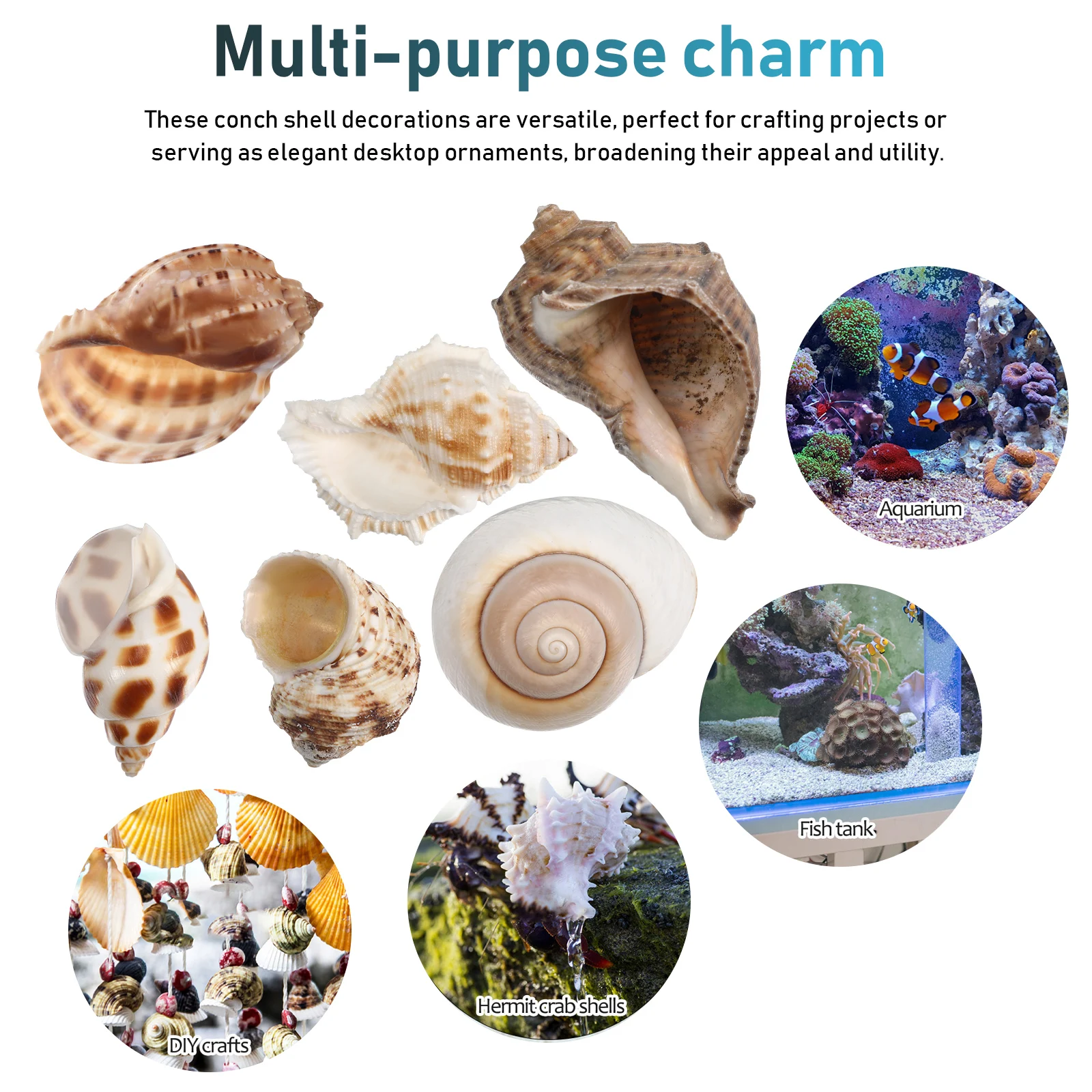 6Pcs Conch Shells Natural Sea Shells Large Hermit Crab Habitat Aquarium Decoration Fish Tank Accessories Decorative Conch Decor
6Pcs Conch Shells Natural Sea Shells Large Hermit Crab Habitat Aquarium Decoration Fish Tank Accessories Decorative Conch Decor