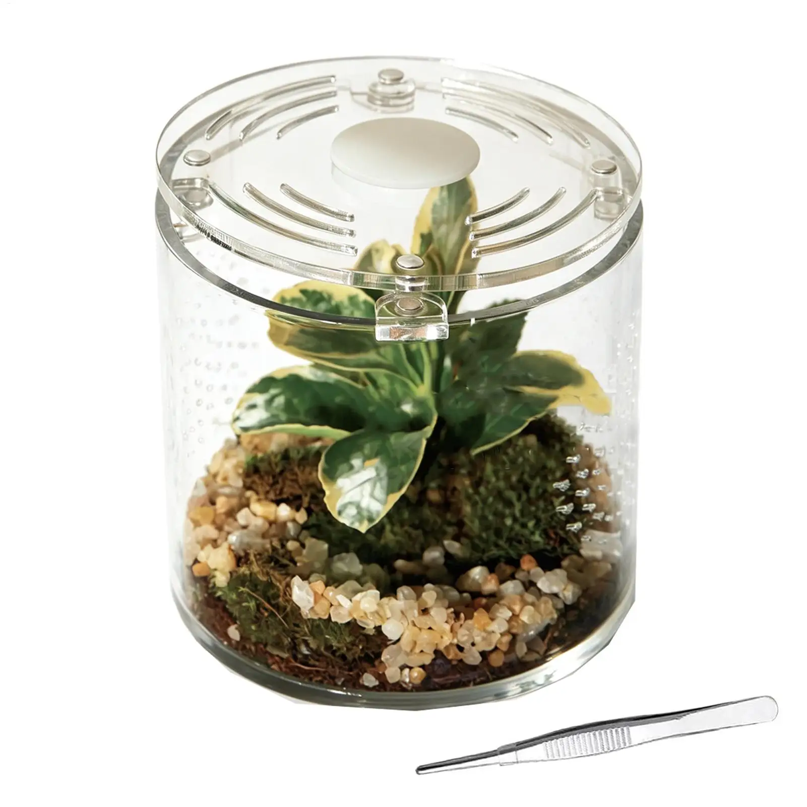 Acrylic Terrarium 4x4x4in Acrylic Escape Proof Ventilation Stackable Spider Keeper Enclosure For Hermit Crabs Snails Praying
Acrylic Terrarium 4x4x4in Acrylic Escape Proof Ventilation Stackable Spider Keeper Enclosure For Hermit Crabs Snails Praying