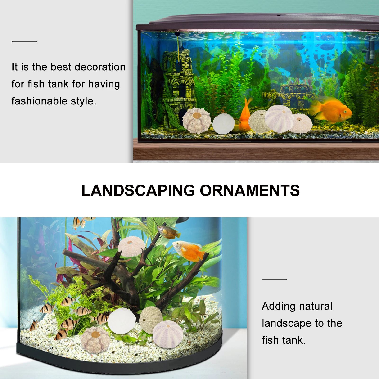 5pcs Sea Shells Home Decoration Mini Aquarium Crafts Fish Tank Accessories Smooth Edges Safe Durable Use Natural Scenery
5pcs Sea Shells Home Decoration Mini Aquarium Crafts Fish Tank Accessories Smooth Edges Safe Durable Use Natural Scenery