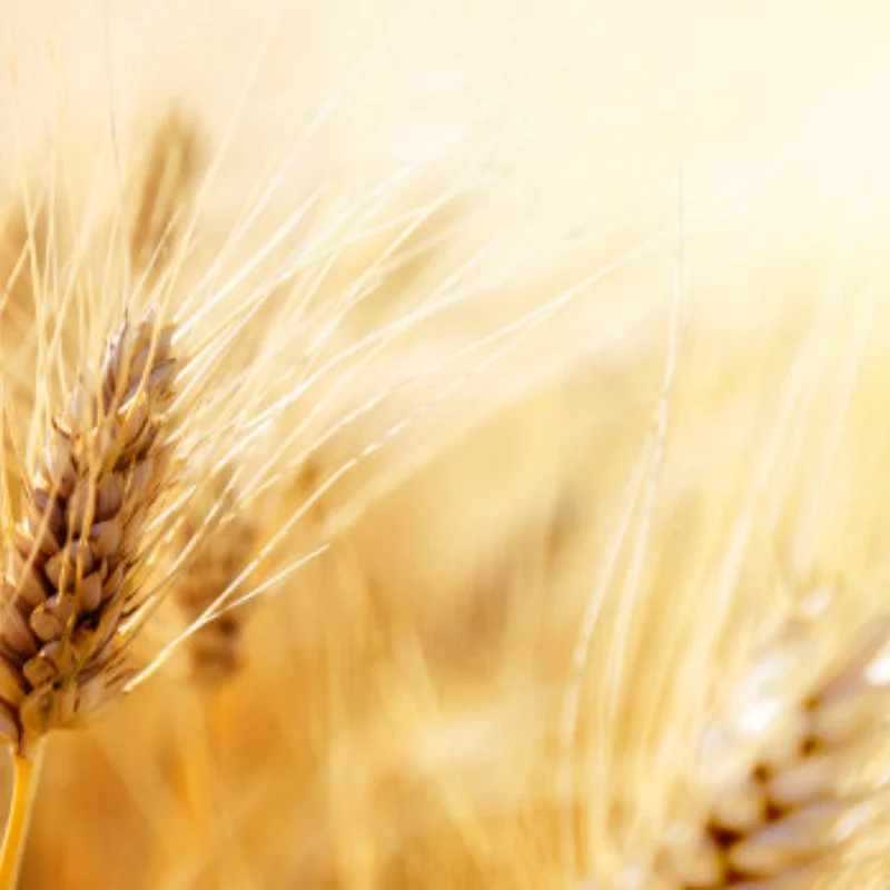 Carbon Fiber Front Shock Absorbers Bumper Fixing Plate For Tamiya TA02/TA-02SW RC Car Upgrade Parts
Carbon Fiber Front Shock Absorbers Bumper Fixing Plate For Tamiya TA02/TA-02SW RC Car Upgrade Parts